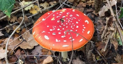 Fly agaric mushroom amongst autumn leaves